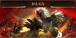 Thống Lĩnh Sới Gà GA28 Zing88 Với Chiến Thuật Cược Bất Bại 1 Thống Lĩnh Sới Gà GA28 Zing88 Với Chiến Thuật Cược Bất Bại