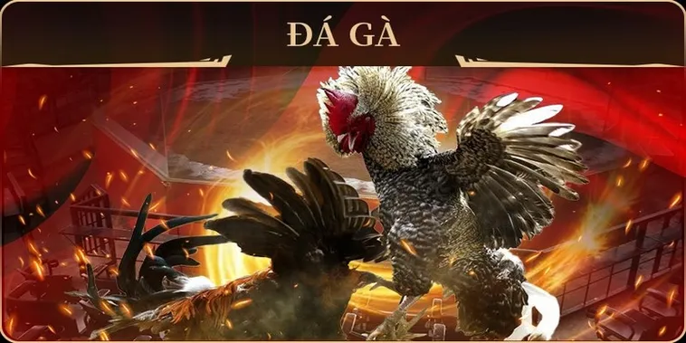 Thống Lĩnh Sới Gà GA28 Zing88 Với Chiến Thuật Cược Bất Bại 1 Thống Lĩnh Sới Gà GA28 Zing88 Với Chiến Thuật Cược Bất Bại