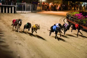 Bứt Phá Tốc Độ Với Cách Chơi Game Đua Chó Zing88 Cực Nhanh 5 Bứt Phá Tốc Độ Với Cách Chơi Game Đua Chó Zing88 Cực Nhanh