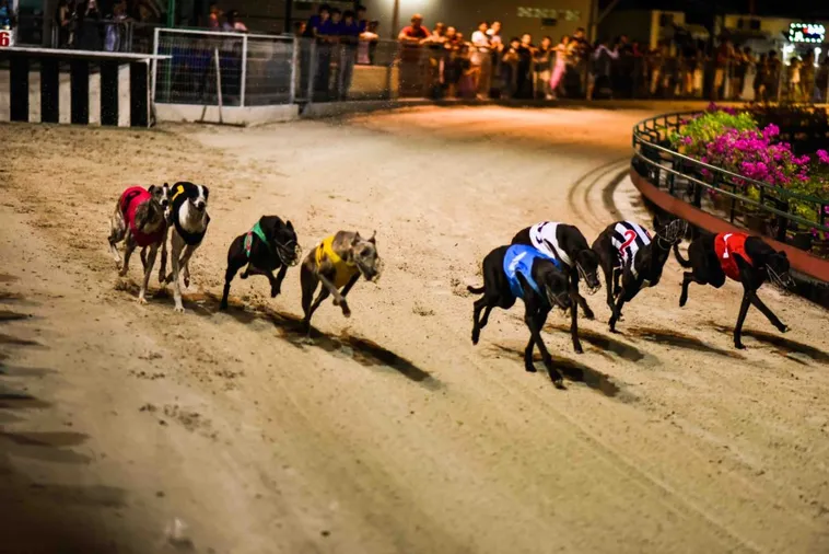 Bứt Phá Tốc Độ Với Cách Chơi Game Đua Chó Zing88 Cực Nhanh 1 Bứt Phá Tốc Độ Với Cách Chơi Game Đua Chó Zing88 Cực Nhanh