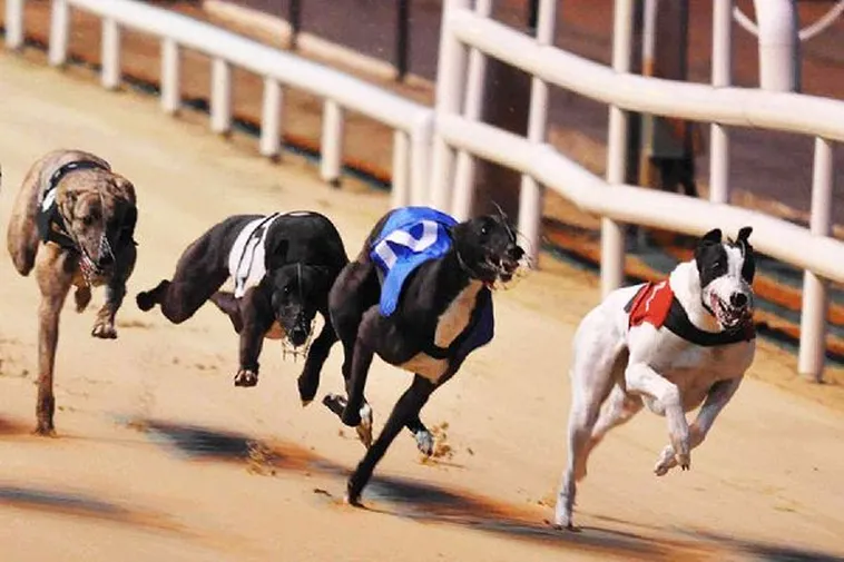 Bứt Phá Tốc Độ Với Cách Chơi Game Đua Chó Zing88 Cực Nhanh 2 Bứt Phá Tốc Độ Với Cách Chơi Game Đua Chó Zing88 Cực Nhanh