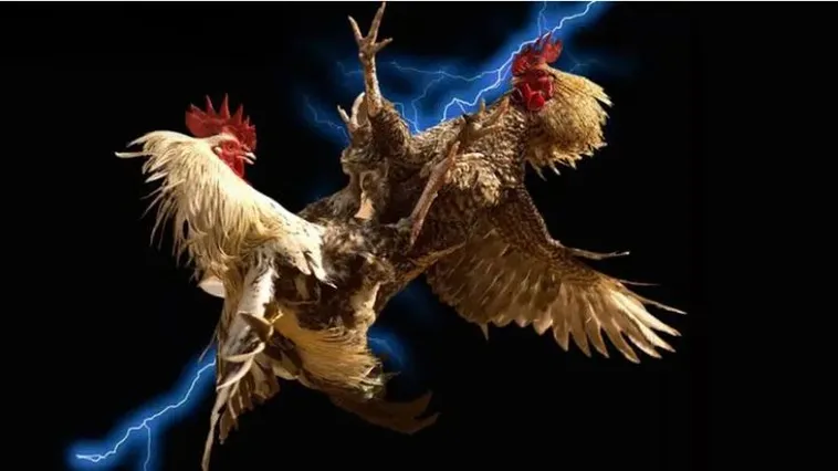 Đá Gà Zing88 Đấu Trường Rực Lửa Cho Kê Thủ Chuyên Nghiệp